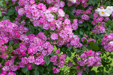 Fototapeta premium Beautiful pink landscaping roses in rose garden.