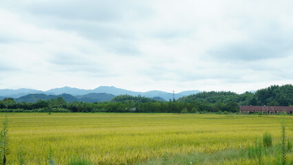 Obraz premium The rice field view with the mature rice in autumn in the countryside of the China 
