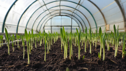 Young Sprouts in Greenhouse Cultivating Growth and Sustainable Agriculture