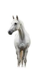 Obraz premium White Horse Portrait, Focused and Elegant.