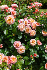 Beautiful orange rose flower blooming in the rose garden.
