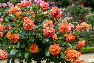 Beautiful orange rose flower blooming in the rose garden.