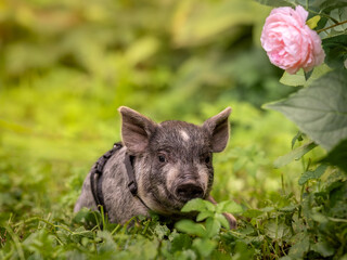 A small striped gray piglet minipig walks in a harness. A walk in the garden among the flowers