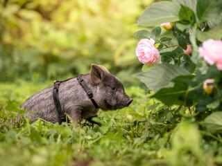 A small striped gray piglet minipig walks in a harness. A walk in the garden among the flowers