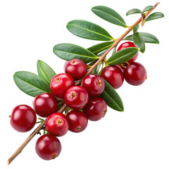 Fresh red cranberries on a branch isolated on transparent background