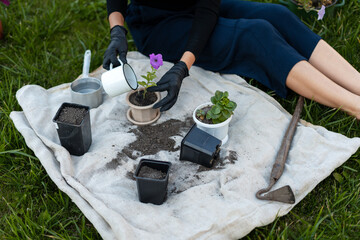 Gardener watering purple petunia flower in pot on white cloth in garden
