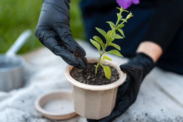 Gardener wearing black gloves adding soil to a small petunia plant in a biodegradable pot