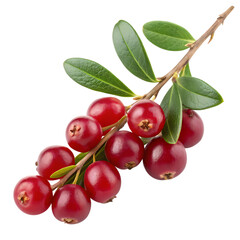 Obraz premium Fresh ripe cranberries on a branch isolated on transparent background