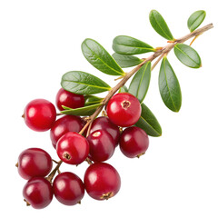 Fresh red cranberries on a branch isolated on transparent background