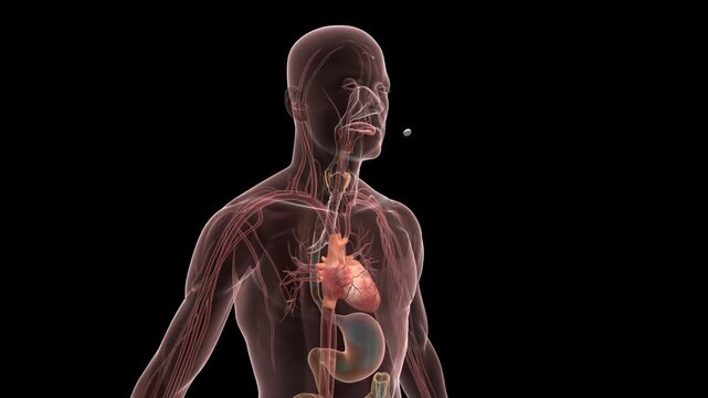 Animation of taking medicine, drug molecules dissolving in the body and distributing throughout the body, restoring body functions and reconstructing health. Medical animation.