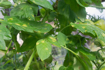 Green leaves of a tomato bush with yellow spots are a sign of late blight disease