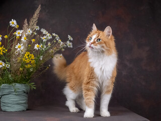 A beautiful white and red cat poses on a brown background, next to a beech of wildflowers. Green eyes
