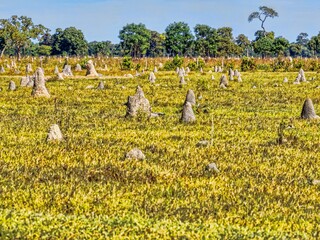 A meadow full of termite mounds in central Brazil