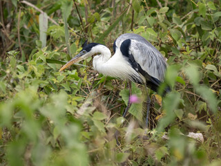 Brazil. Pantanal, Cocoi heron, Ardea cocoi, hunting for food in dense vegetation,