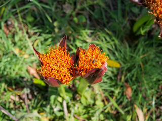Top-down view of two bees gathering pollen and nectar from the yellow and red flowers of a March or...
