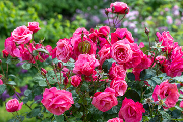Beautiful bright pink rose flowers blooming in a rose garden.