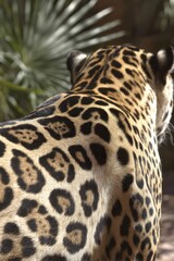 Naklejka premium Jaguar with spotted fur seen from behind in a natural setting.