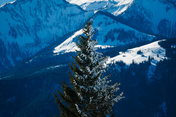 christmas tree in the mountains