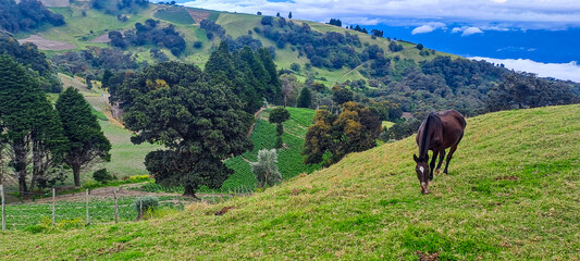 Horse Grazing on Green Hillside in Mountain Landscape