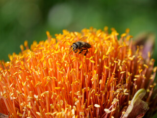 Close up of a bee gathering or foraging for pollen and nectar from the yellow and red flowers of a March or Blood Lily. Background blurred or out of focus