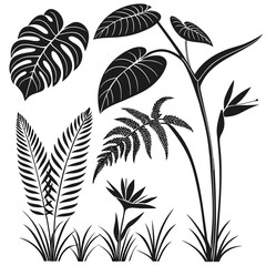 Monstera fern bird of paradise grass silhouettes monstera leaf