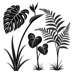 Monstera fern bird of paradise leaves monstera leaf