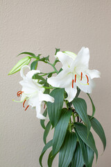 白い大輪のユリの花「カサブランカ」