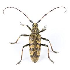 Beetle with intricate patterns