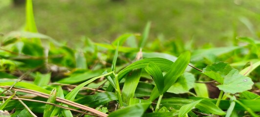 fresh green grass