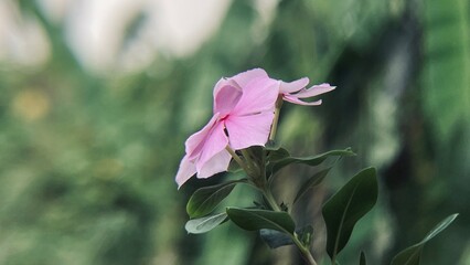 Beautiful Pink Madagascar Periwinkle (Tapak Dara) Flower in Bloom, Close-up with a Soft Green Bokeh...