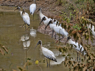 Brazil. Pantanal, small flock of Wood Stork, Mycteria americana, resting by a large lagoon