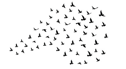 Silhouette of flock of birds flying in formation on white background