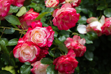 Beautiful white and red gradient rose flowers blooming in a rose garden.