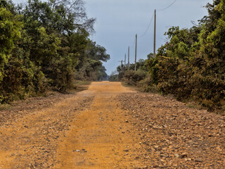 Brazil. Pantanal, Tranpataneira, a legendary dirt road leading through the wetlands