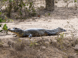Brazil. Pantanal, adult Yacare caiman, Caiman yacare, basks on the shore.