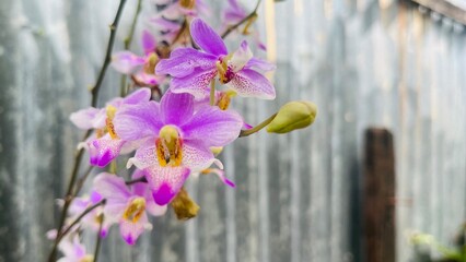 orchid on the fence