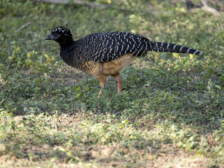 Brazil. Female Bare-faced Curassow, Crax fasciolata, standing on branches and looking around.