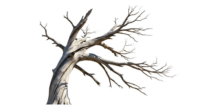 A dead, gnarled tree isolated on transparent background
