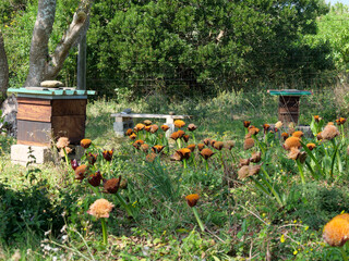 Several wooden or langstroth beehives in a field of March or paintbrush lilies. . Bees are drawn to...