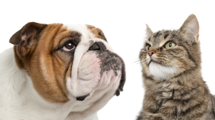 A bulldog and a cat gazing at each other, showcasing a unique friendship between different species.
