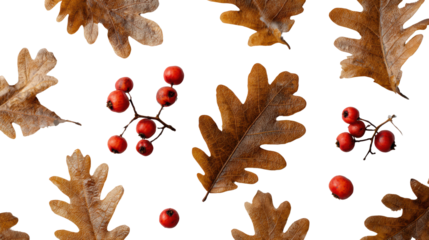 Autumn leaves and red berries on a white isolated background.