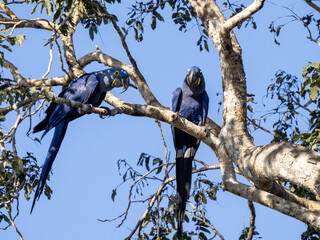 Brazil. Pantanal, a pair of Hyacinth Macaw, Anodorhynchus hyacinthinus, sitting in branches and looking around.