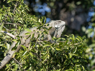 Brazil. Pantanal, Green iguana, Iguana iguana, hiding in branches above water