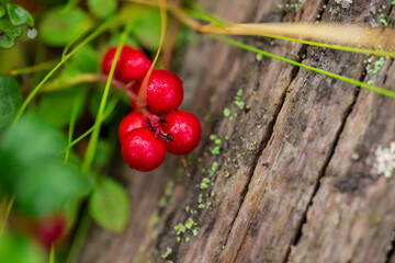lingonberries. red ripe medicinal berries