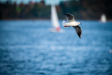 seagull in flight