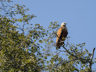 razil. Pantanal, Black-collared hawk, Busarellus nigricollis, sitting high in the branches and looking for food