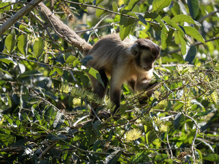 razil. Pantanal, Panamanian white-faced capuchin, Cebus imitator, feeding on small berries in...
