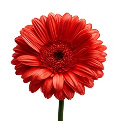 Vibrant red gerbera daisy closeup isolated on clean white for floral designs and graphics