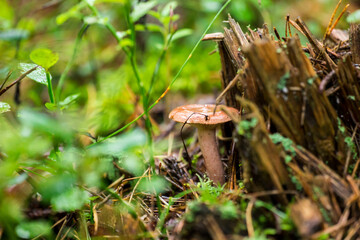 mushroom. colorful macro photo of a mushroom. blurred background. close-up. screensaver.