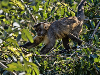 razil. Pantanal, Panamanian white-faced capuchin, Cebus imitator, feeding on small berries in branches above the water